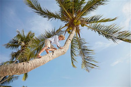 Low angle view of boy climbing palm tree, Rawa Island Malaysia Photographie de stock - Premium Libres de Droits, Code: 614-08877288