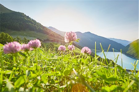 Clover flowers with view of Vernagt reservoir and Finailhof farmhouse, Val Senales, South Tyrol, Italy Foto de stock - Sin royalties Premium, Código: 614-08878085