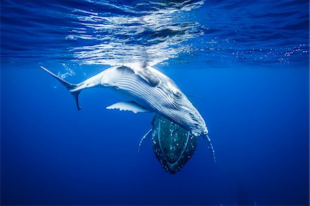 Humpback whales swimming underwater Stock Photo - Premium Royalty-Free, Code: 614-08870432