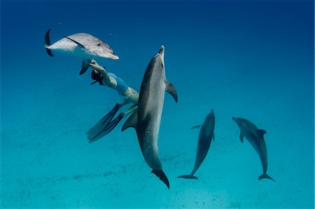 simsearch:6119-07451337,k - Snorkeler swimming with dolphins Foto de stock - Sin royalties Premium, Código: 614-08870626