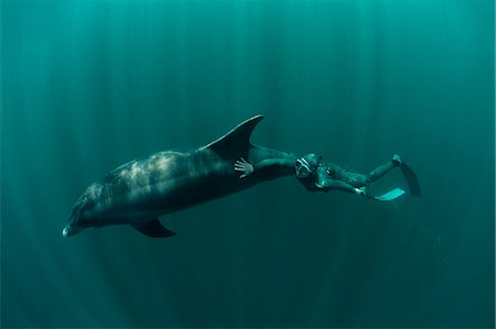 Diver swimming with dolphin Stock Photo - Premium Royalty-Free, Code: 614-08870621