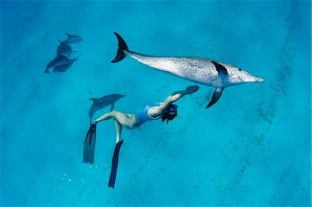 simsearch:6119-07451337,k - Snorkeler swimming with dolphins Foto de stock - Sin royalties Premium, Código: 614-08870622