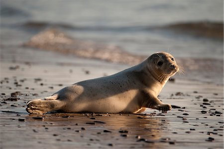 pinnipedia - Grey seal laying on beach Stock Photo - Premium Royalty-Free, Code: 614-08870639
