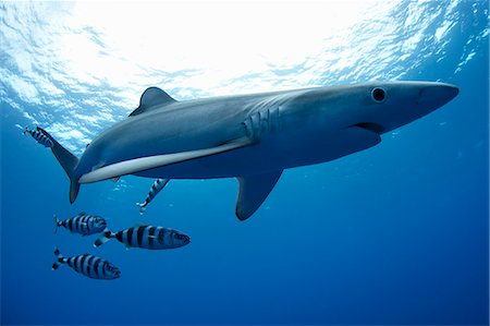 simsearch:614-06043438,k - Shark and fish swimming underwater Photographie de stock - Premium Libres de Droits, Code: 614-08870644