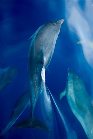 simsearch:6119-07451337,k - Dolphins swimming underwater Foto de stock - Sin royalties Premium, Código: 614-08870657