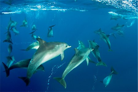 simsearch:6119-07451337,k - Dolphins swimming underwater Foto de stock - Sin royalties Premium, Código: 614-08870652