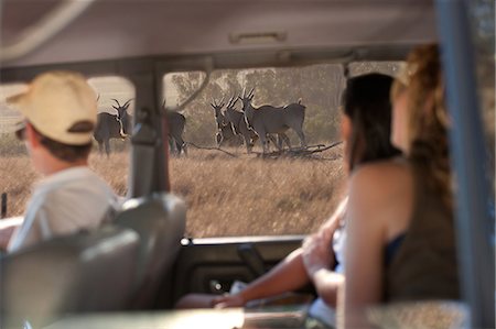 simsearch:6108-06906290,k - People looking at wildlife through vehicle window, Stellenbosch, South Africa Stock Photo - Premium Royalty-Free, Code: 614-08871538
