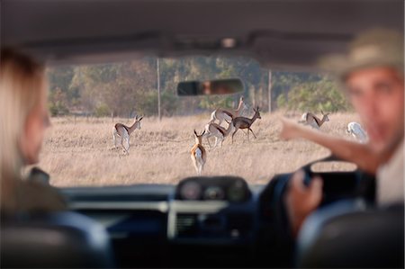 simsearch:6108-06906290,k - People looking at wildlife through windscreen, Stellenbosch, South Africa Stock Photo - Premium Royalty-Free, Code: 614-08871532