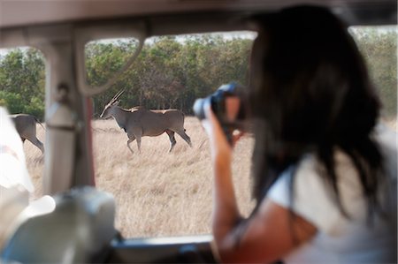 simsearch:6108-06906290,k - Woman photographing wildlife through vehicle window, Stellenbosch, South Africa Stock Photo - Premium Royalty-Free, Code: 614-08871541