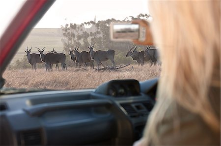 simsearch:6108-06906290,k - Woman photographing wildlife through vehicle window, Stellenbosch, South Africa Stock Photo - Premium Royalty-Free, Code: 614-08871542