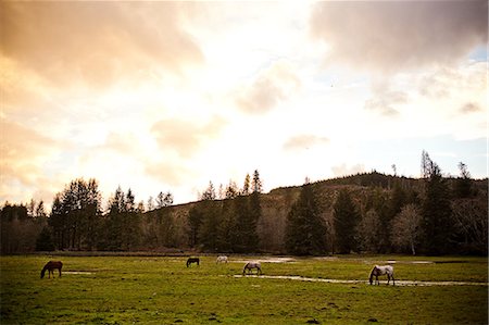 simsearch:614-06043438,k - Horses grazing in field Photographie de stock - Premium Libres de Droits, Code: 614-08872031
