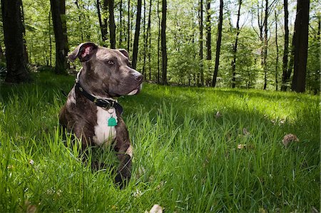 Dog sitting in grass in forest Foto de stock - Sin royalties Premium, Código: 614-08872051