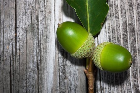 Two green acorns Foto de stock - Sin royalties Premium, Código: 614-08872628