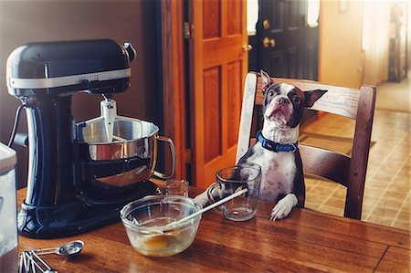 Dog sitting at table, food mixer and baking equipment on table Stock Photo - Premium Royalty-Free, Code: 614-08881375