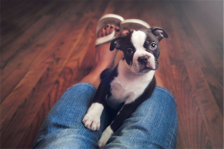 Portrait of boston terrier puppy between woman's legs Stock Photo - Premium Royalty-Free, Code: 614-08926134