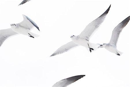 simsearch:614-06043438,k - Low angle view of flock of seagulls flying Photographie de stock - Premium Libres de Droits, Code: 614-08926324