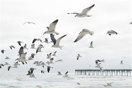 Flock of seagulls flying, Destin, Gulf of Mexico, USA Stock Photo - Premium Royalty-Free, Code: 614-08926325
