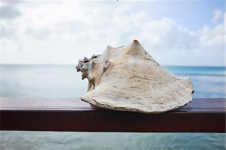 Conch shell, Saint Lucia, Caribbean Stock Photo - Premium Royalty-Free, Code: 614-08926721