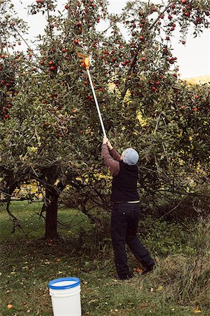 Woman picking apples from tree using fruit picker, rear view Stock Photo - Premium Royalty-Free, Code: 614-08946187