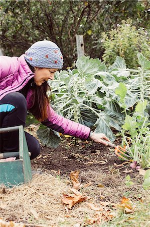 Woman using small garden fork to dig up vegetables in garden Stock Photo - Premium Royalty-Free, Code: 614-08946194