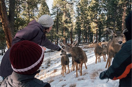 deer snow - Woman offering food to deer in rural setting, Florrisant, Colorado, USA Stock Photo - Premium Royalty-Free, Code: 614-08946449