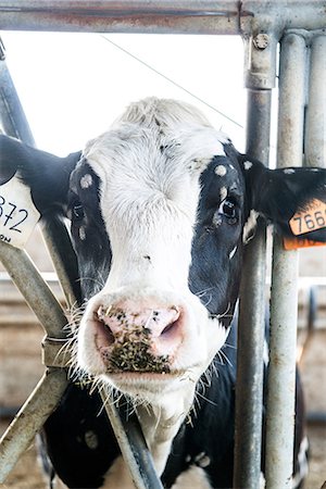 dairy cows looking at camera - Portrait of calf in stall at organic dairy farm Stock Photo - Premium Royalty-Free, Code: 614-08946816