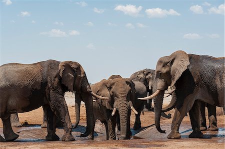 simsearch:614-06043438,k - Herd of African elephants, (Loxodonta africana), Savuti, Chobe National Park, Botswana, Africa Photographie de stock - Premium Libres de Droits, Code: 614-08989806