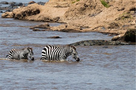 simsearch:841-03673537,k - Grant's zebras (Equus quagga boehmi), crossing the Mara river, Masai Mara National Reserve, Kenya, Africa Photographie de stock - Premium Libres de Droits, Code: 614-08990208