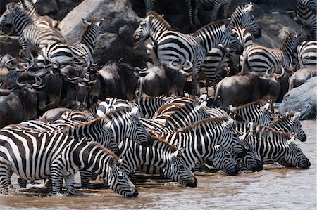 simsearch:841-03673537,k - Grant's zebras (Equus quagga boehmi) and Eastern white-bearded wildebeest (Connochaetes taurinus), drinking at the Mara river, Masai Mara National Reserve, Kenya, Africa Photographie de stock - Premium Libres de Droits, Code: 614-08990201