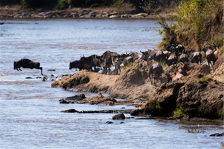 simsearch:841-03673537,k - Eastern white-bearded wildebeest (Connochaetes taurinus albojubatus) crossing the Mara river, Masai Mara National Reserve, Kenya, Africa Photographie de stock - Premium Libres de Droits, Code: 614-08990203