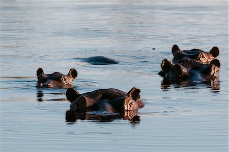 Hippopotamuses (Hippopotamus amphibius) submerged in water, Okavango Delta, Botswana Stock Photo - Premium Royalty-Free, Code: 614-08990288