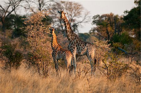 Giraffes (Giraffe camelopardalis), Okavango Delta, Botswana Stock Photo - Premium Royalty-Free, Code: 614-08990291