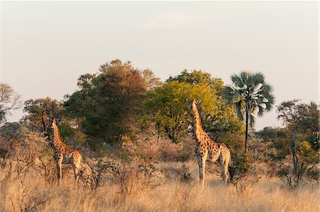 Giraffes (Giraffe camelopardalis), Okavango Delta, Botswana Stock Photo - Premium Royalty-Free, Code: 614-08990292