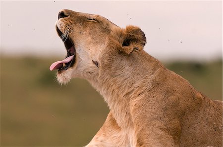 Lioness yawning (Panthera leo), Masai Mara National Reserve, Kenya Stock Photo - Premium Royalty-Free, Code: 614-08990641