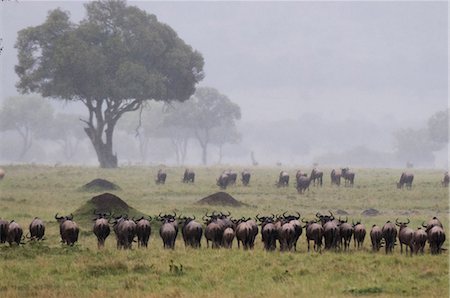 simsearch:841-03673537,k - Wildebeest (Connochaetes taurinus) following the rain during annual migration, Masai Mara National Reserve, Kenya Photographie de stock - Premium Libres de Droits, Code: 614-08990651