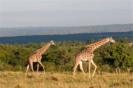 Masai Giraffe (Giraffa camelopardalis), Masai Mara National Reserve, Kenya Stock Photo - Premium Royalty-Free, Code: 614-08990670