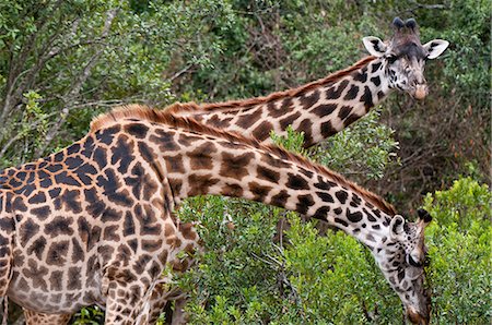 Masai Giraffe (Giraffa camelopardalis), Masai Mara, Kenya Stock Photo - Premium Royalty-Free, Code: 614-09026569