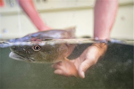 environmental impact - Man releasing small redfish Stock Photo - Premium Royalty-Free, Code: 614-09027182
