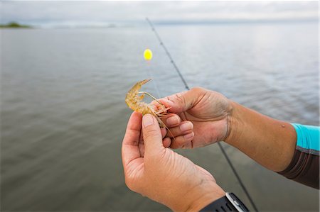 sports and fishing - Hooking shrimp bait Stock Photo - Premium Royalty-Free, Code: 614-09027199