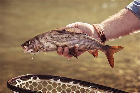 people with animals - Hand of fisherman holding caught fish in river, Mozirje, Brezovica, Slovenia Stock Photo - Premium Royalty-Free, Code: 614-09056999