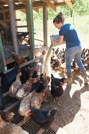 photo of us farmer - Woman feeding free range golden comet and black star hens on organic farm Stock Photo - Premium Royalty-Free, Code: 614-09057457