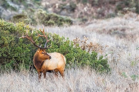 Tule elk buck (Cervus canadensis nannodes) looking back in long grass, Point Reyes National Seashore, California, USA Stock Photo - Premium Royalty-Free, Code: 614-09078851