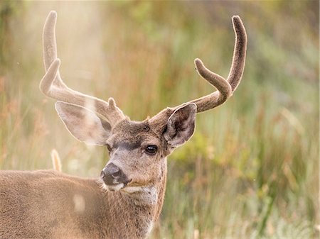 Mule deer buck (Odocoileus hemionus) looking over his shoulder, Point Reyes National Seashore, California, USA Stock Photo - Premium Royalty-Free, Code: 614-09078853
