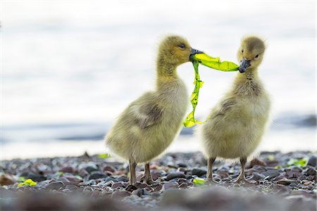 eating (animals eating) - Young Canadian Geese (Branta canadensis), San Francisco, California, United States, North America Stock Photo - Premium Royalty-Free, Code: 614-09078884