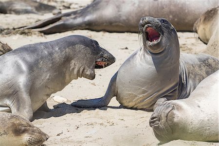 pinnipedia - Male Northern elephants seals (mirounga angustirostris) sparring, Ano Nuevo State Park, Pescadero, California, United States, North America Stock Photo - Premium Royalty-Free, Code: 614-09078904