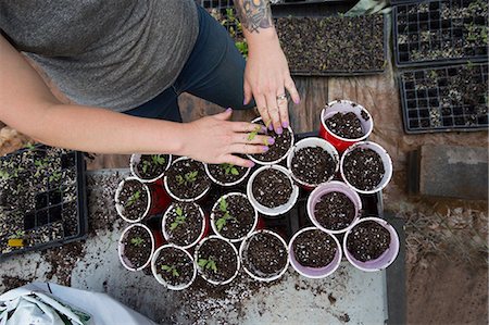 Cropped view of woman planting seedlings in plastic cups Stock Photo - Premium Royalty-Free, Code: 614-09079082