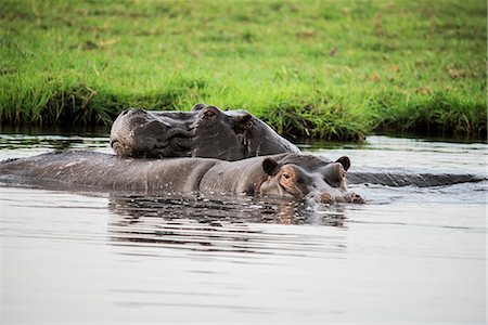 Hippopotamus wallowing in water, Chobe National Park, Botswana Foto de stock - Sin royalties Premium, Código: 614-09159540