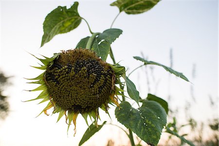 Drooping sunflower seedhead against clear sky Foto de stock - Sin royalties Premium, Código: 614-09159619