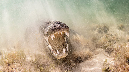 simsearch:6119-07451337,k - American saltwater crocodile with jaws open, Chinchorro Banks, Mexico Foto de stock - Sin royalties Premium, Código: 614-09178456