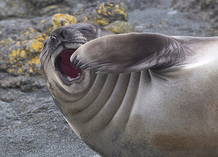 pinnipedia - An Elephant Seal pup (weaner) on the beach, north east side of Macquarie Island, Southern Ocean Photographie de stock - Premium Libres de Droits, Code: 614-09210377